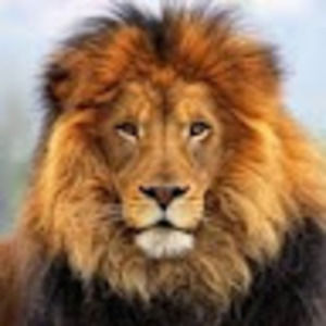 Meet your Posher, Shea